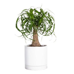 Greendigs Ponytail Palm