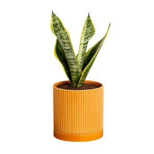 Greendigs Snake Plant