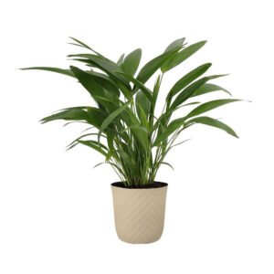 United Nursery Live Fan Palm Houseplant 24-28in