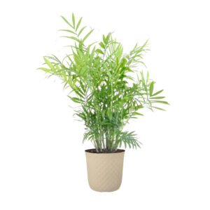 United Nursery Live Parlor Palm Tropical Plant 12-14in