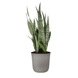 United Nursery Live Sansevieria Zeylanica Houseplant