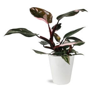 Wild Interiors 12 Tall Pink Princess Philodendron Live Plant