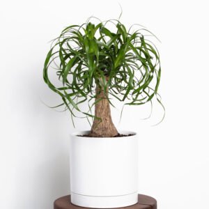 Greendigs Ponytail Palm