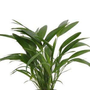 United Nursery Live Fan Palm Houseplant 24-28in