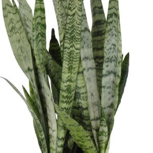 United Nursery Live Sansevieria Zeylanica Houseplant