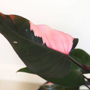 Wild Interiors 12 Tall Pink Princess Philodendron Live Plant